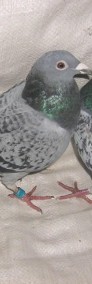 Likwidacja gołębnika rozpłodowego gołębie pocztowe-4