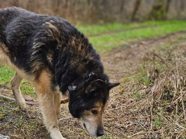 Zabierzesz mnie na spacer, do swojego domu? tylko o tym marzę - psi senior Nanuk-1