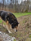 Zabierzesz mnie na spacer, do swojego domu? tylko o tym marzę - psi senior Nanuk