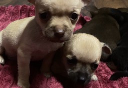 Chihuahua miniaturka