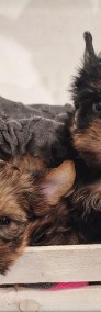 Yorkshire Terrier , czarno złoty , piesek-4