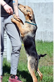 Boja: piesek zapatrzony w człowieka-2