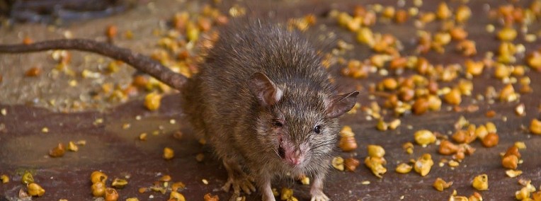 KRISOFF zwalczanie szczurów , odszczurzanie tepienie likwidacja-1