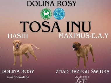 Szczeniaki TOSA INU FCI ZKwP Dolina Rosy-1