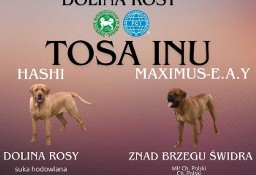 Szczeniaki TOSA INU FCI ZKwP Dolina Rosy