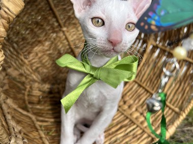 Cornish rex kocurek cudowny przytulasek -1