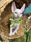 Cornish rex kocurek cudowny przytulasek 