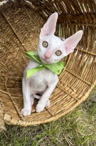 Cornish rex kocurek cudowny przytulasek -2