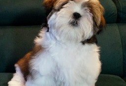 ShihTzu -suczka IV pokoleniowym rodowodem 