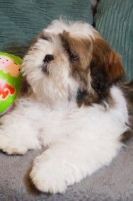 ShihTzu -suczka IV pokoleniowym rodowodem -2