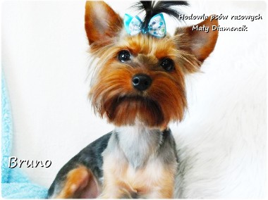 Yorkshire Terrier piesek York Bruno szczeniak 7-mcy Rodowód i wyprawka-1