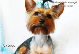 Yorkshire Terrier piesek York Bruno szczeniak 7-mcy Rodowód i wyprawka