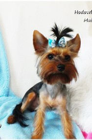 Yorkshire Terrier piesek York Bruno szczeniak 7-mcy Rodowód i wyprawka-2