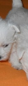 West Highland White Terrier z rodowodem FCI-3