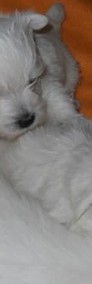 West Highland White Terrier z rodowodem FCI-4