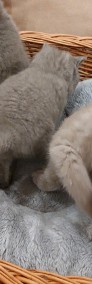 Kotki Brytyjskie Niebieskie z wielopokoleniowym rodowodem-4