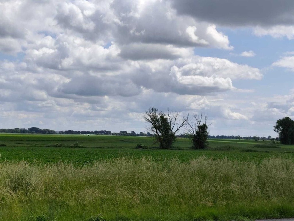 Działka Przemysłowa, Buk