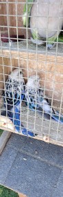 Papugi aleksandretty obrozne rozelle bialolice-4