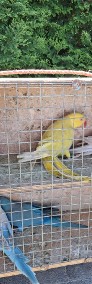 Papugi aleksandretty obrozne rozelle bialolice-3