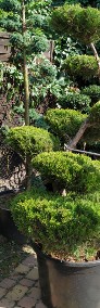 BONSAI , Bonsai do ogrodu , Nivaki , bonsai ogrodowe  ŚLĄSK -3