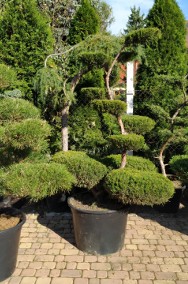 BONSAI , Bonsai do ogrodu , Nivaki , bonsai ogrodowe  ŚLĄSK -2