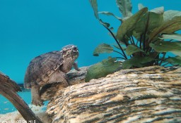 żółw sternotherus odoratus , żółw wonny