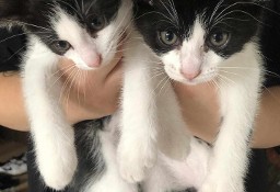 DRAKO I MORTI - dwa cudne kociaki szukają domu