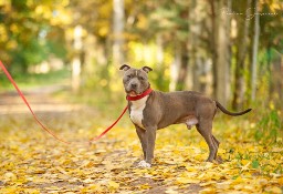 Młodziutki, piękny amstaff Moon marznie w schronisku!