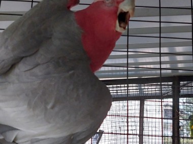 Kakadu różowe 17r samiec-1