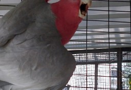Kakadu różowe 17r samiec
