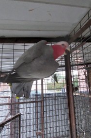 Kakadu różowe 17r samiec-2