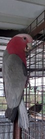 Kakadu różowe 17r samiec-4