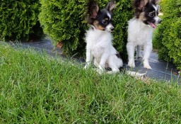 Papillon Spaniel Kontynentalny Piesek 