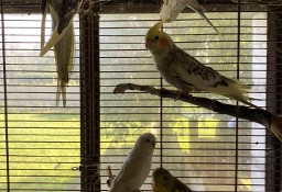 Papugi faliste