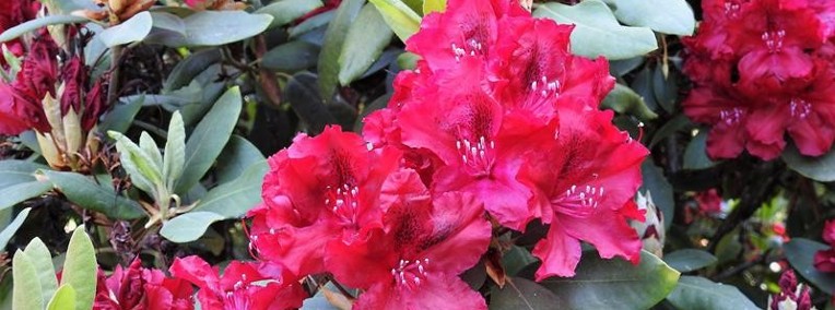 Różanecznik 'Erato'/Rhododendron 'Erato' C5-1