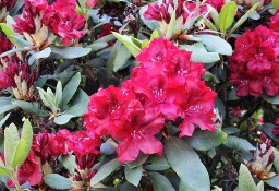 Różanecznik 'Erato'/Rhododendron 'Erato' C5