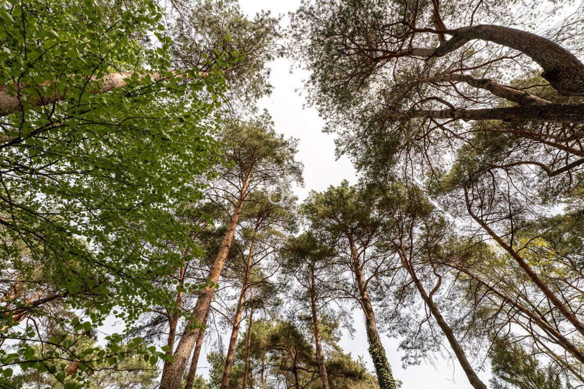 Starodrzew, park leśny | MPZP | pow.zab. do 780 m² - Widok 6