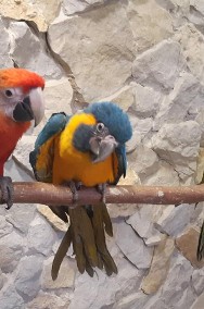 Ary, Amazonki,  młode, osowojone hodowla papug Park Papug -2