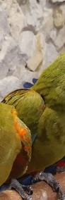 Ary, Amazonki,  młode, osowojone hodowla papug Park Papug -3