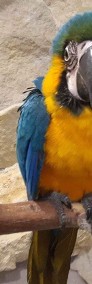 Ary, Amazonki,  młode, osowojone hodowla papug Park Papug -4