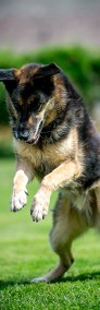 LEO do człowieka lgnie, do własnego domu wciąż chce!-4