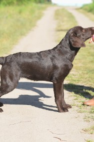 Labrador Retriever czekoladowe szczeniaki ZKwP FCI -2