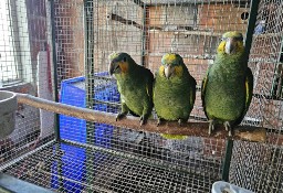 Amazonki Modrobrewe - oswojone ręcznie karmione