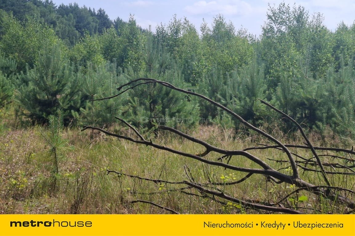 Działka 2,8ha w Dolinie Baryczy Wilkowo - Więcej