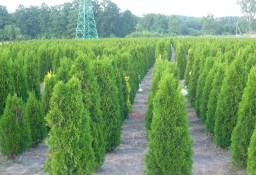 THUJA SMARAGD TUJA SZMARAGD 80-100CM! DOSTAWA GRATIS