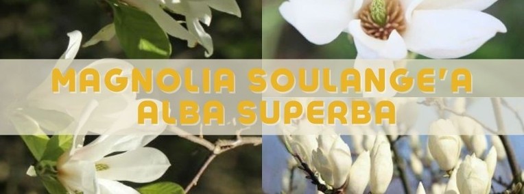  Magnolia  Soulange'a Alba Superba-1