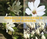  Magnolia  Soulange'a Alba Superba