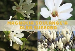  Magnolia  Soulange'a Alba Superba