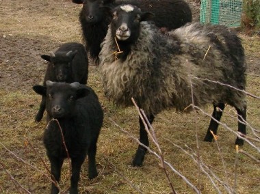Sprzedam owce wrzosówki - owca, baran i dwa młode baranki-1