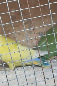 Papugi nierozłączki czerwonoczelne -2